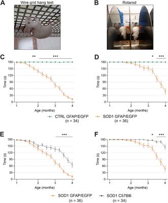 ALS-like pathology diminishes swelling of spinal astrocytes in the SOD1 animal model